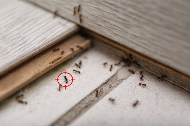 Best Pest Removal Services  in Bloomfield, NY