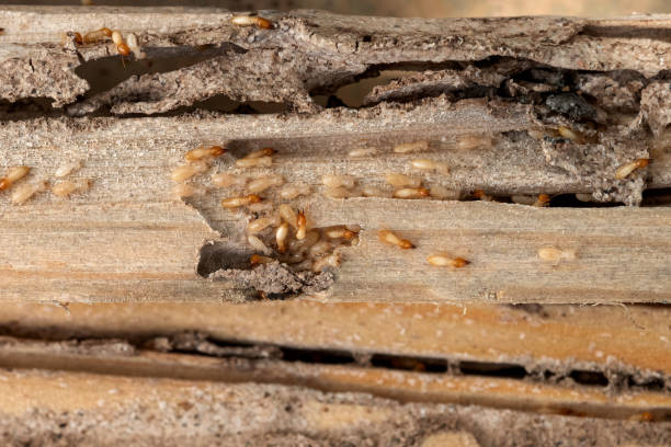 Best Pest Control for Businesses  in Bloomfield, NY